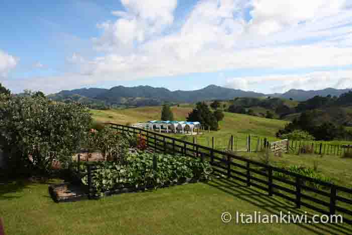 New Zealand countryside