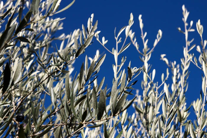 Olive tree and blue sky