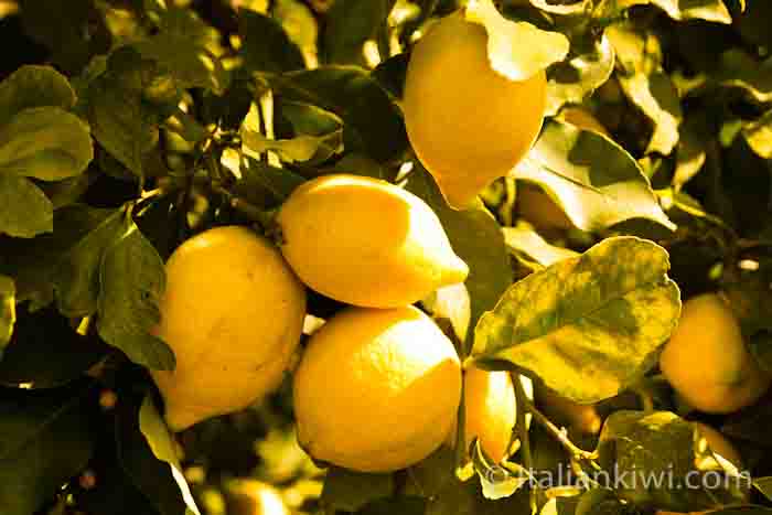 Sicilian Lemons