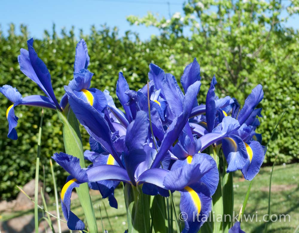 Irises