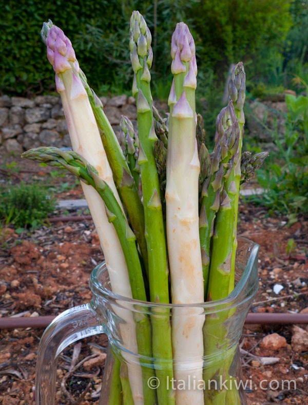 Asparagus