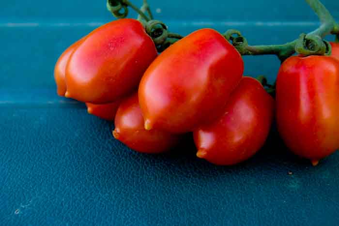 Picadilly tomatoes from Italy