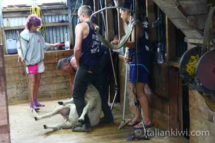 In a typical New Zealand sheep shearing shed.