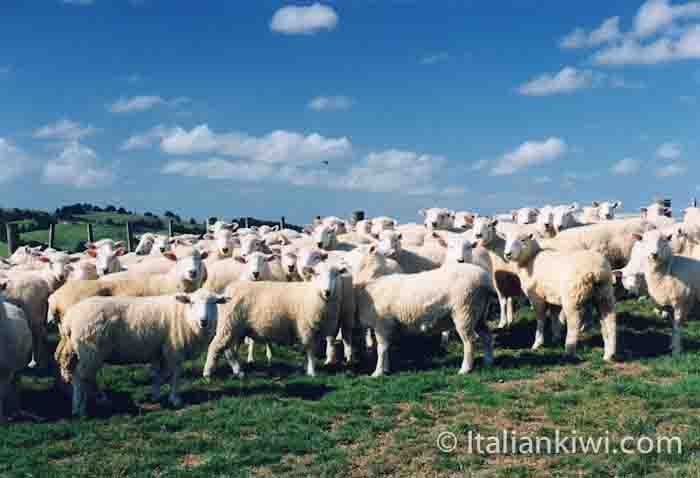 Sheep in New Zealand