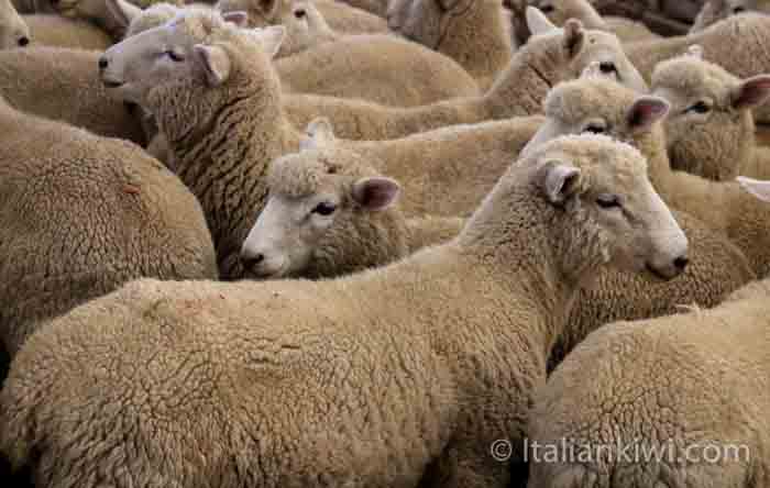sheep from New Zealand