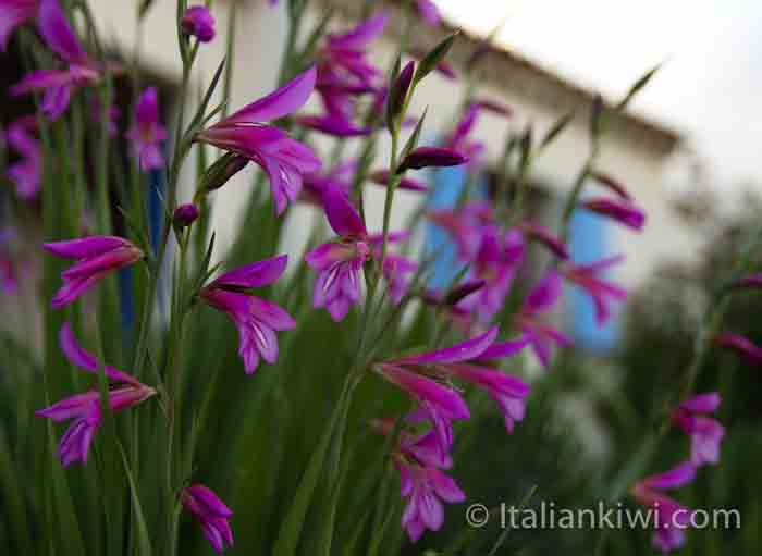 Flowers in the Spring