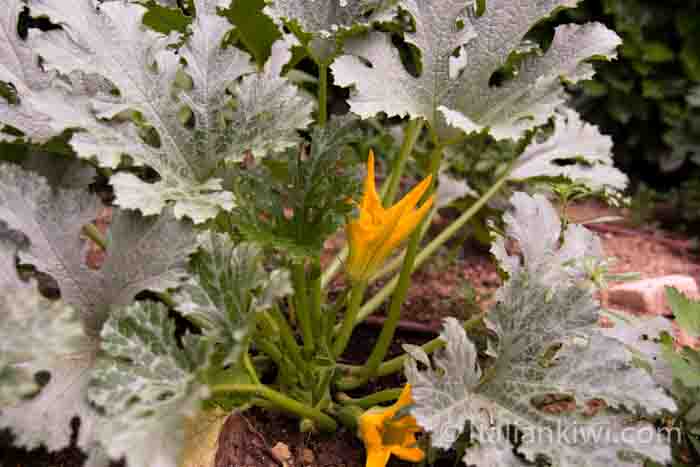 Zucchini Flowers