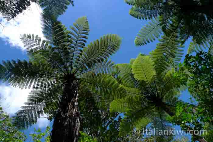 Punga ferns, New Zealand