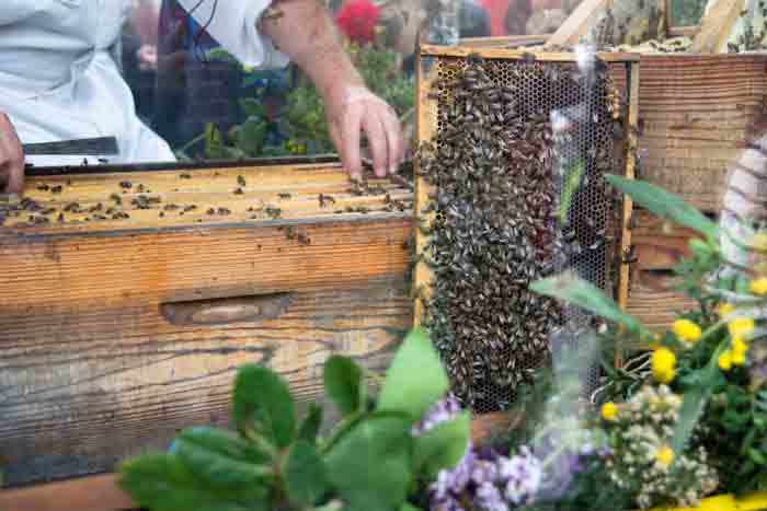Beekeeping at the honey festival, Mouans-Sartoux, France