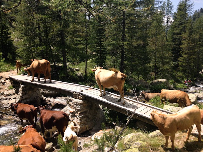 Cows in the Mercantour Park, France