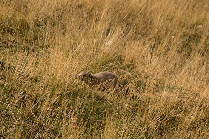 Marmot, France