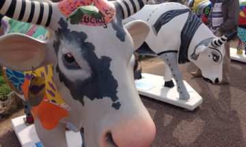 The Cows Of Cannes