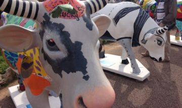 Painted Cows in Cannes, France