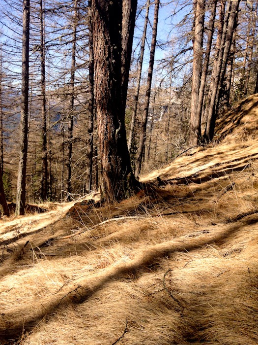 Forest, Suze d'oulx, Italy