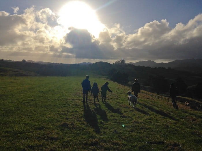 Walking the pet sheep