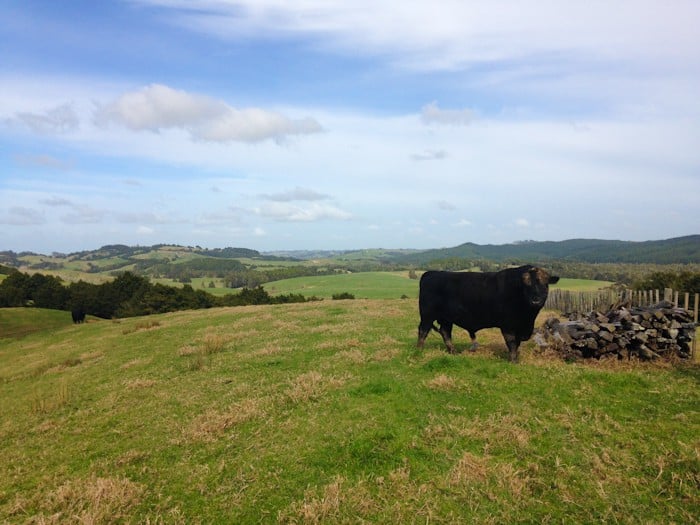 bull on the farm, New Zealand