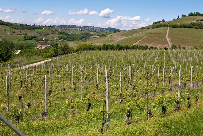 The Langhe wine region, Piedmont, Italy