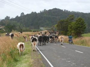 Northland, New Zealand