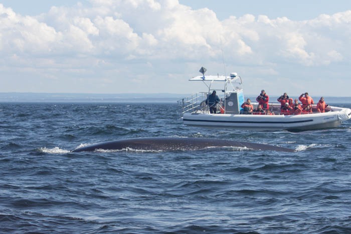 Whale watching With Innu Bliable, Essipit, Quebec