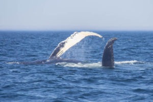 TicTacToe the humpback whale, Quebec, Canada