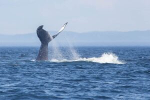 TicTacToe the humpback whale, Quebec, Canada