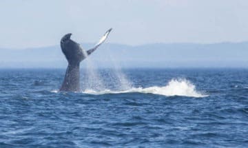 TicTacToe the humpback whale, Quebec, Canada