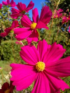 Fall flowers