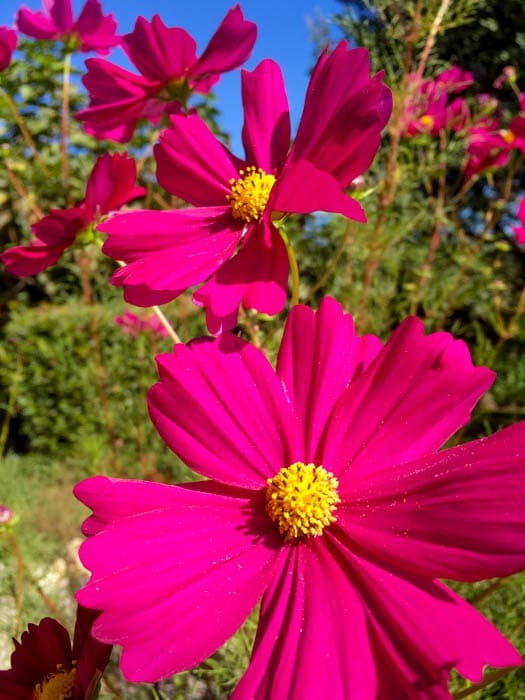 Fall flowers