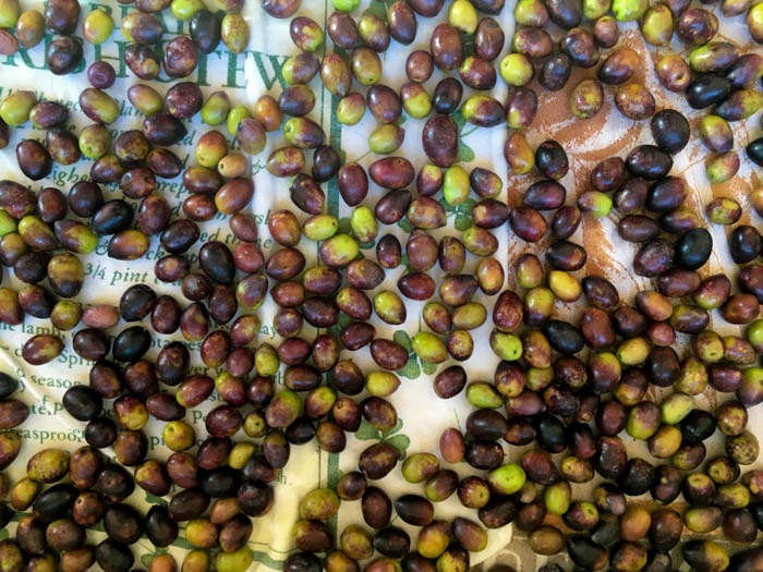 picked olives