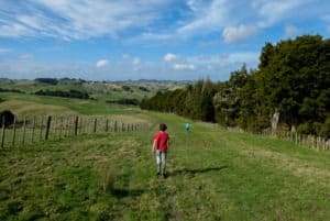 The laneway, Northland, New Zealand