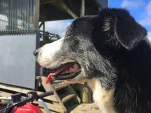 Jean the sheepdog, New Zealand