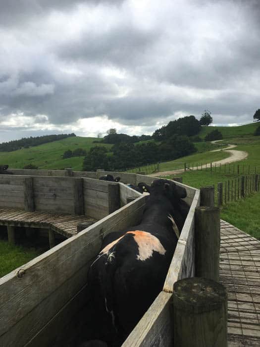 bulls in the cattle yards